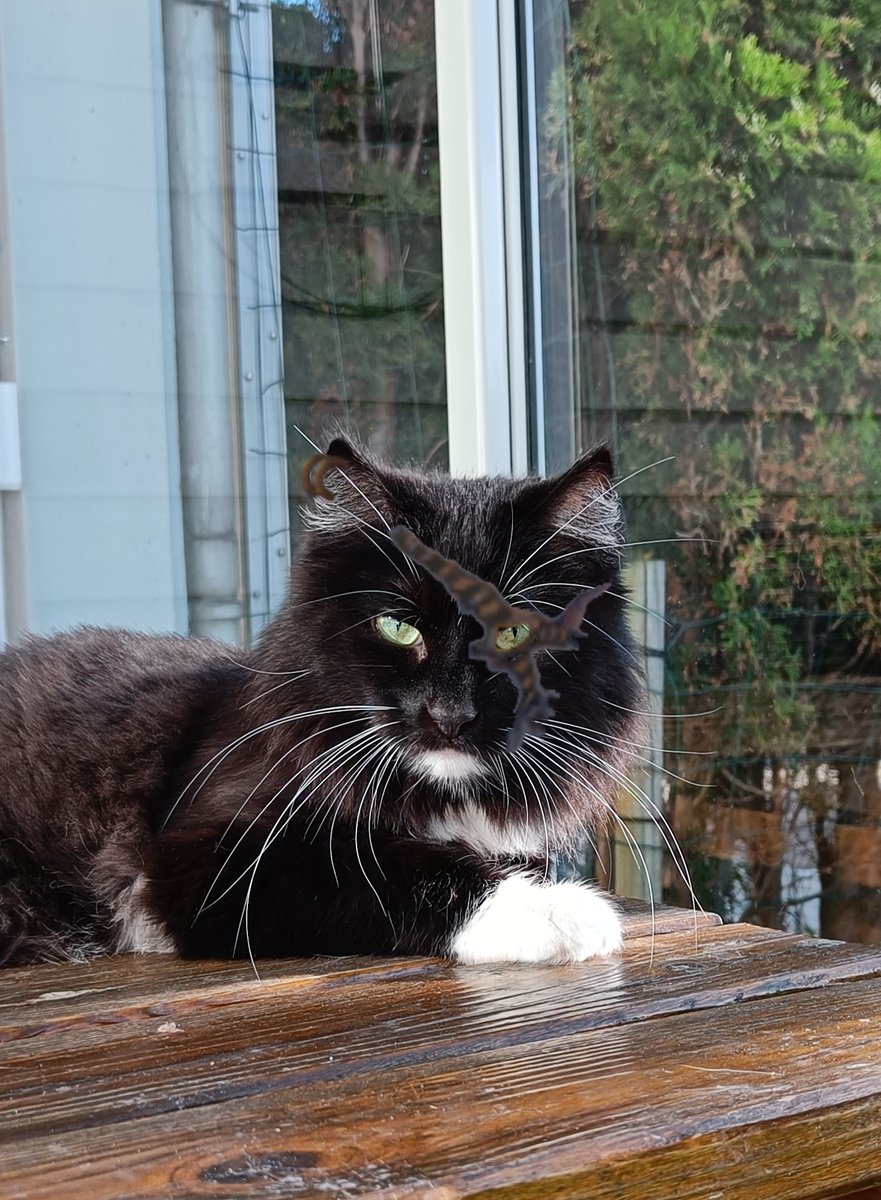 Shifters tweet media