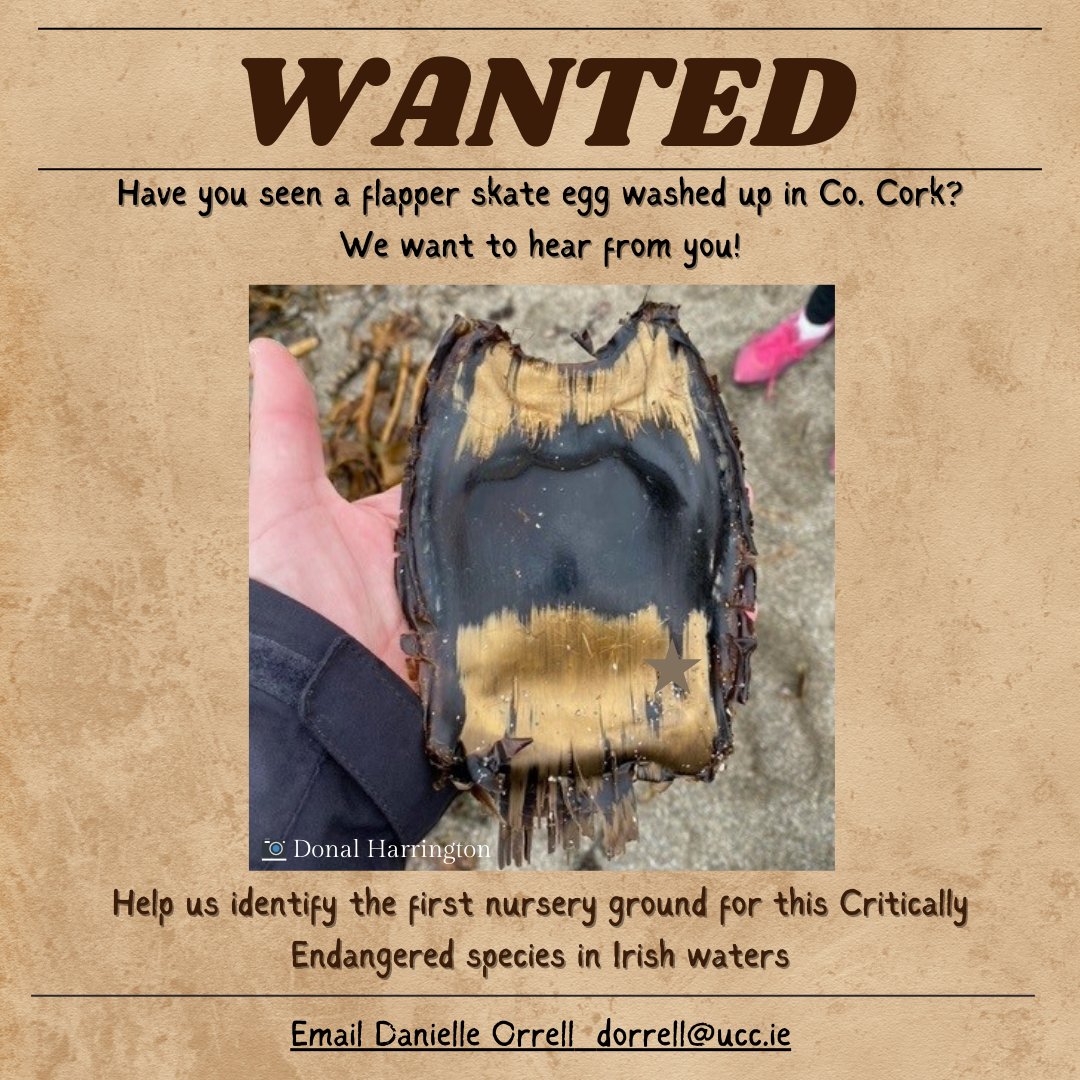 Great to see our #CETUS Project flapper skate egg case flier in the April issue of the @westcorkpeople newspaper! Notices will be posted on nearby beaches this week 👀 #easteregghunt 🐰