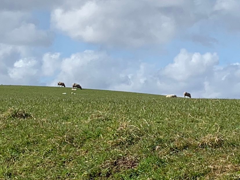 official_whw's tweet photo. Parts of the #WestHighlandWay go through working farms. Pls pay particular attention when #walking with dogs as there will be lambs & calves. There is NO access to Conic Hill with #dogs during this time - see dates/diversions:
https://t.co/SoubzKNAMM
#ScottishOutdoorAccessCode https://t.co/HpCmmF9po1