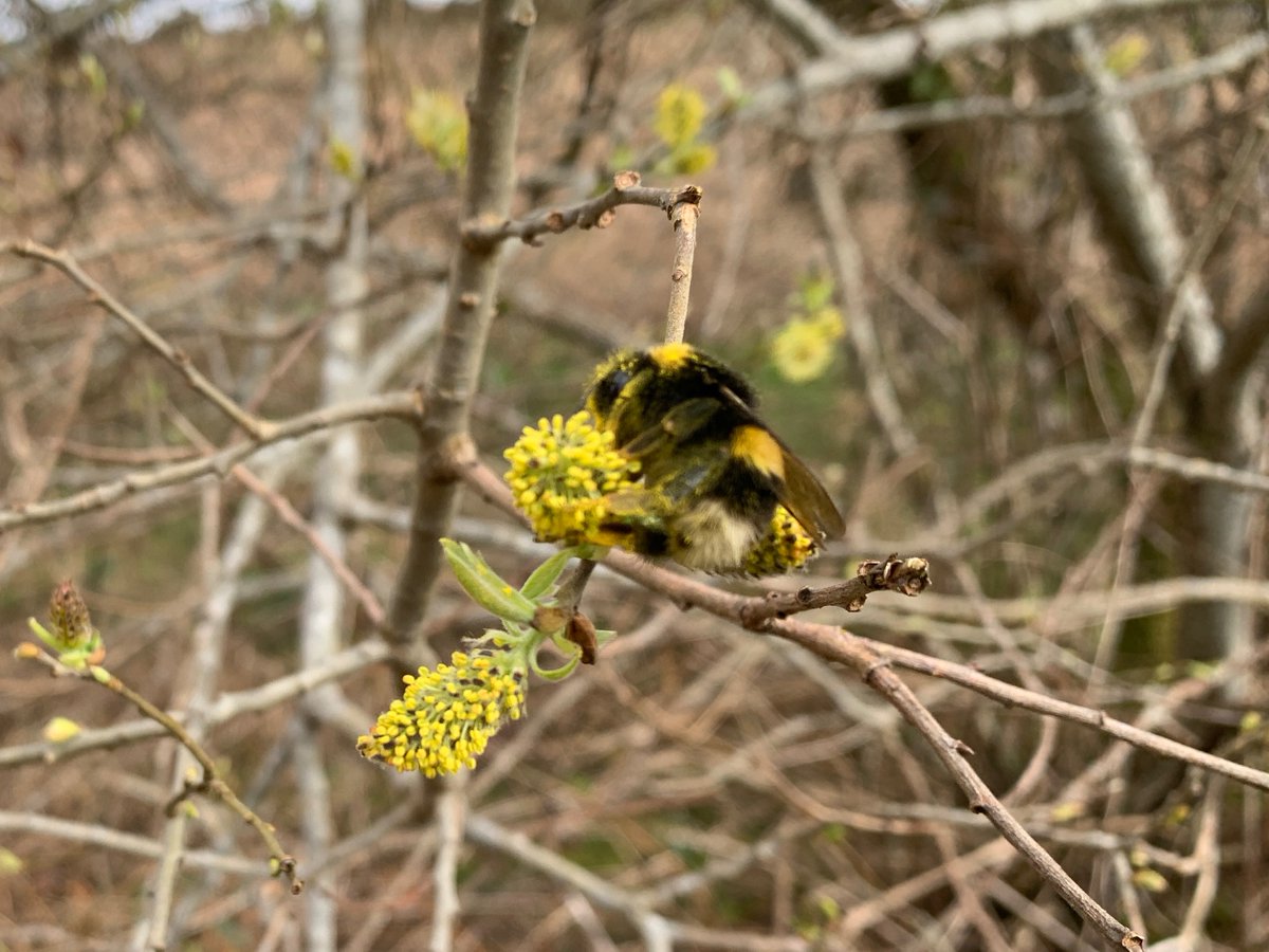 Lovely to see (and hear) so many bumblebees on willow around Loch Morar earlier this week. Willow catkins are more than simply attractive to look at; they are a huge bonus for bees in very early spring when food sources are scarce. scottishpollinators.wordpress.com/2021/12/20/the…