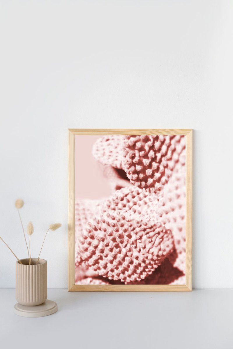 High-quality @displate metal posters with Pink prickly pear cactus photography by ARTbyJWP displate.com/displate/66563… ✓ Printed on Metal ✓ Easy Magnet Mounting ✓ Worldwide Shipping shop online #wallartforsale #giftideas #wallart #poster #displate