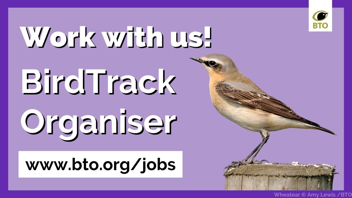 Job alert! 📢 Are you an active birder & would like to work at BTO HQ coordinating BirdTrack? 🐦 If you love talking all things birds to colleagues, other birders, bird recording communities & stakeholders, then this could be the perfect job. Apply now 👉 bit.ly/BirdTrackOrgan…