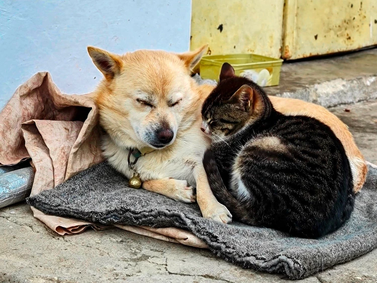 bosunatiklama's tweet photo. Bugün 4 Nisan Dünya Sokak Hayvanları Günü. https://t.co/W5t6bd5kcR