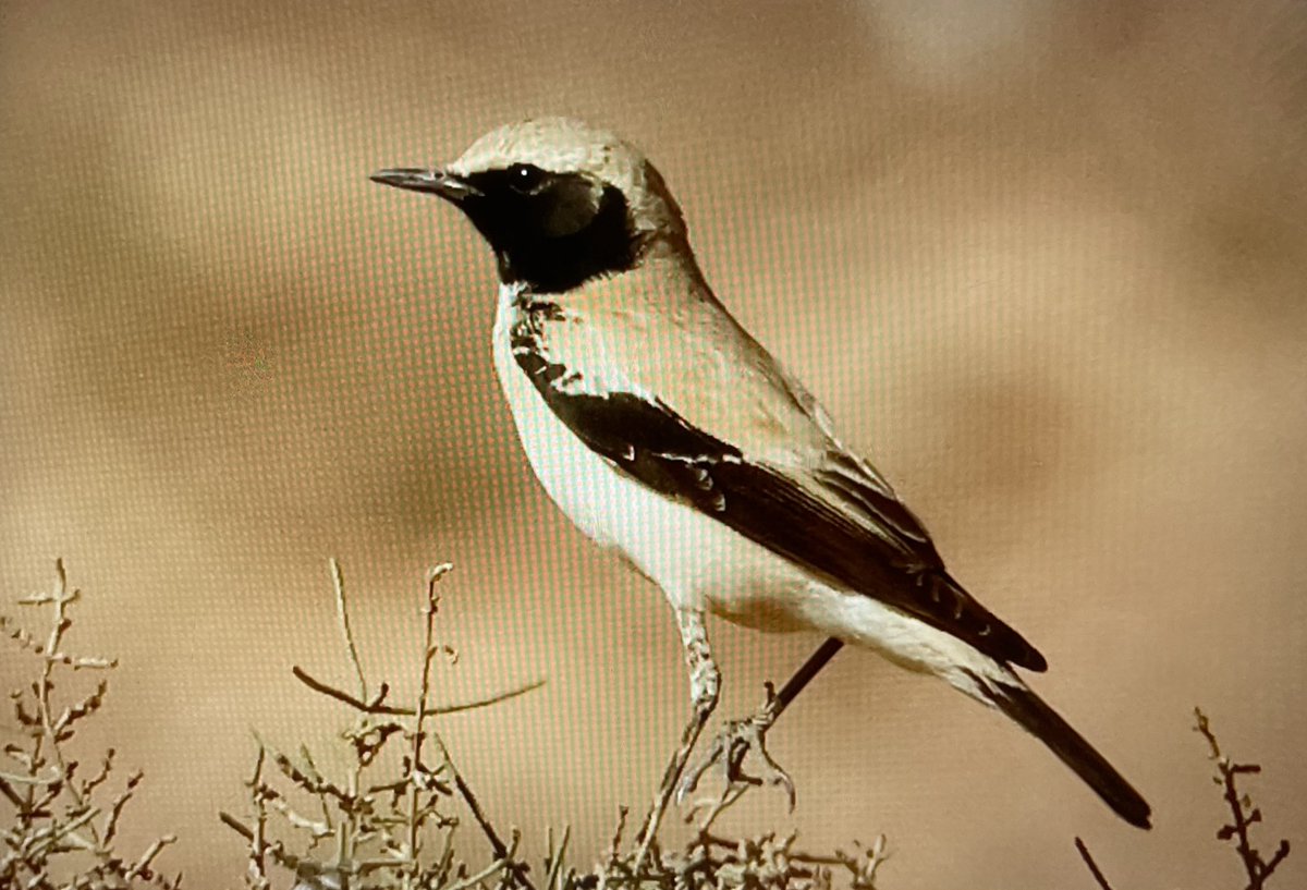 We enjoyed 9 species of wheatear on our March #morocco trip 

In numerical order (highest first) ...

White-crowned, Desert, Black, Northern, Western Black-eared, Red-rumped, Seebohm's, Western Mourning (Maghreb), Isabelline

Photo: Desert Wheatear