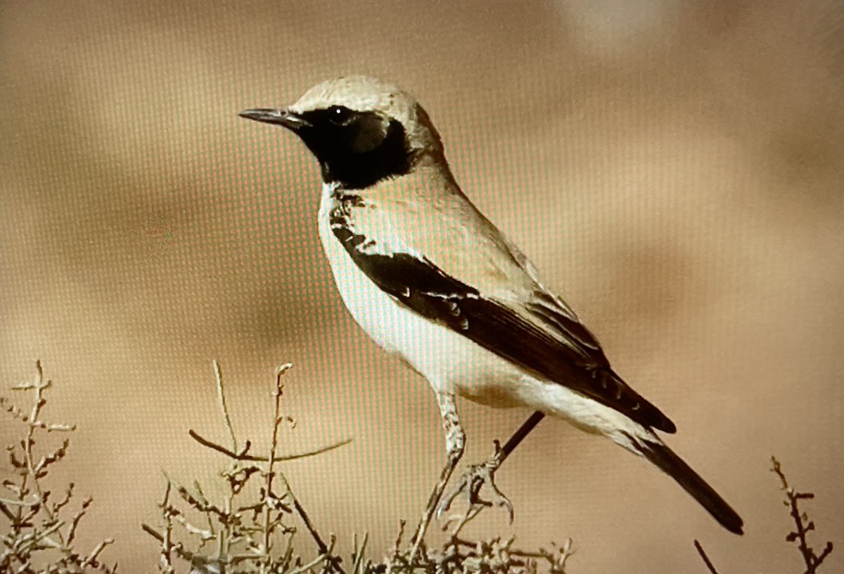 We enjoyed 9 species of wheatear on our March #morocco trip In numerical order (highest first) ... White-crowned, Desert, Black, Northern, Western Black-eared, Red-rumped, Seebohm's, Western Mourning (Maghreb), Isabelline Photo: Desert Wheatear