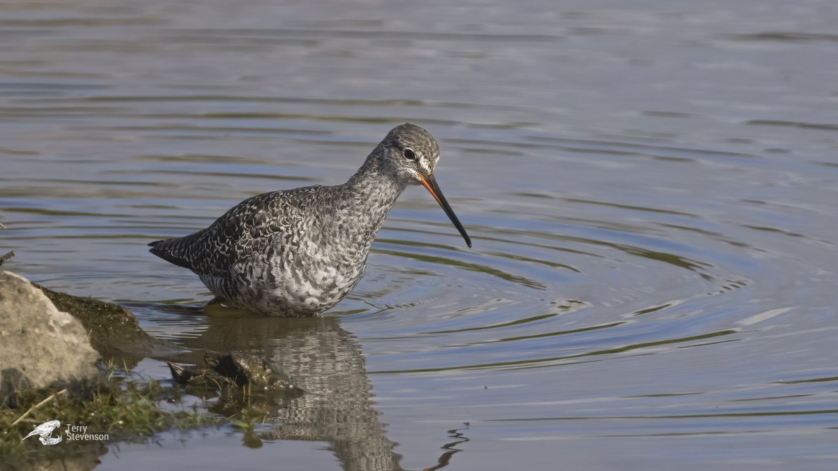 The #Spotted_Redshank on the Rushy Pen @slimbridge_wild yesterday, getting darker every day! 🤞#GlosBirds