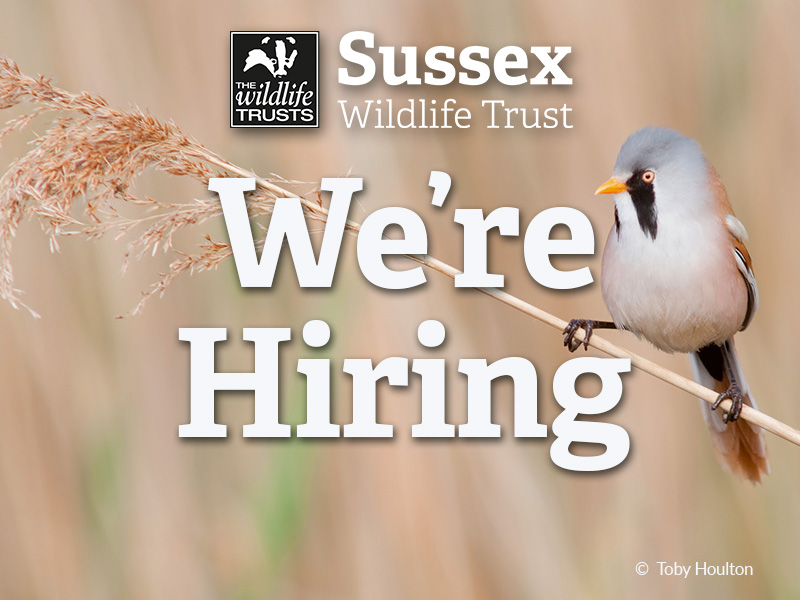 Would you like to work for Sussex Wildlife Trust? We have a number of job opportunities, so join us and help turn the tide for wildlife.

sussexwildlifetrust.org.uk/get-involved/j…

#SussexJobs