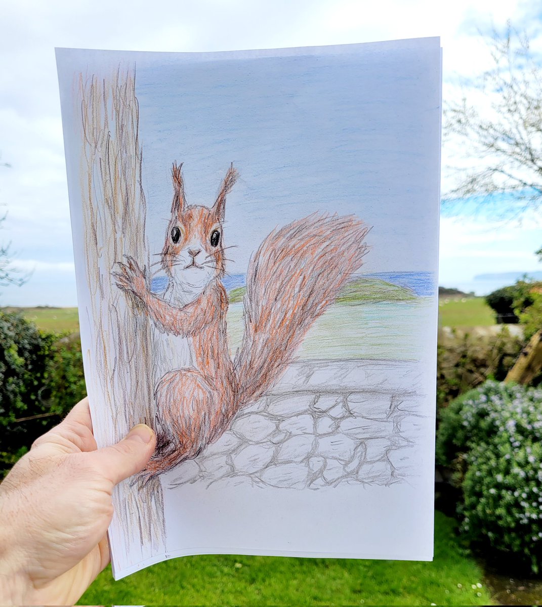 We finally spotted our first red squirrel which is native to Anglesey but as usual I was slow to get my camera out. However I did a quick sketch from memory which is almost close enough. 🐿 #redsquirrel #wildlifeart #sketch #pencilcrayonart #illustration #animalart #drawing
