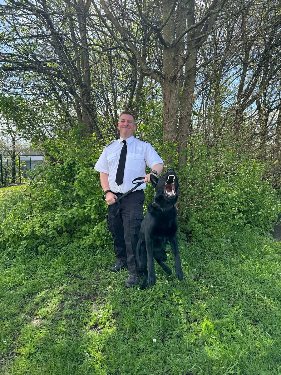 Another successful day at HMP Belmarsh NDTC. Congratulations to GPD Nico and his handler on passing their initial course. This team bonded from day 1 and have turned in to a very good operational duo, they will be working at @HMPWhitemoor 👏👏👏 #MOJDOGS #HMPPS #MOJ #workingdogs