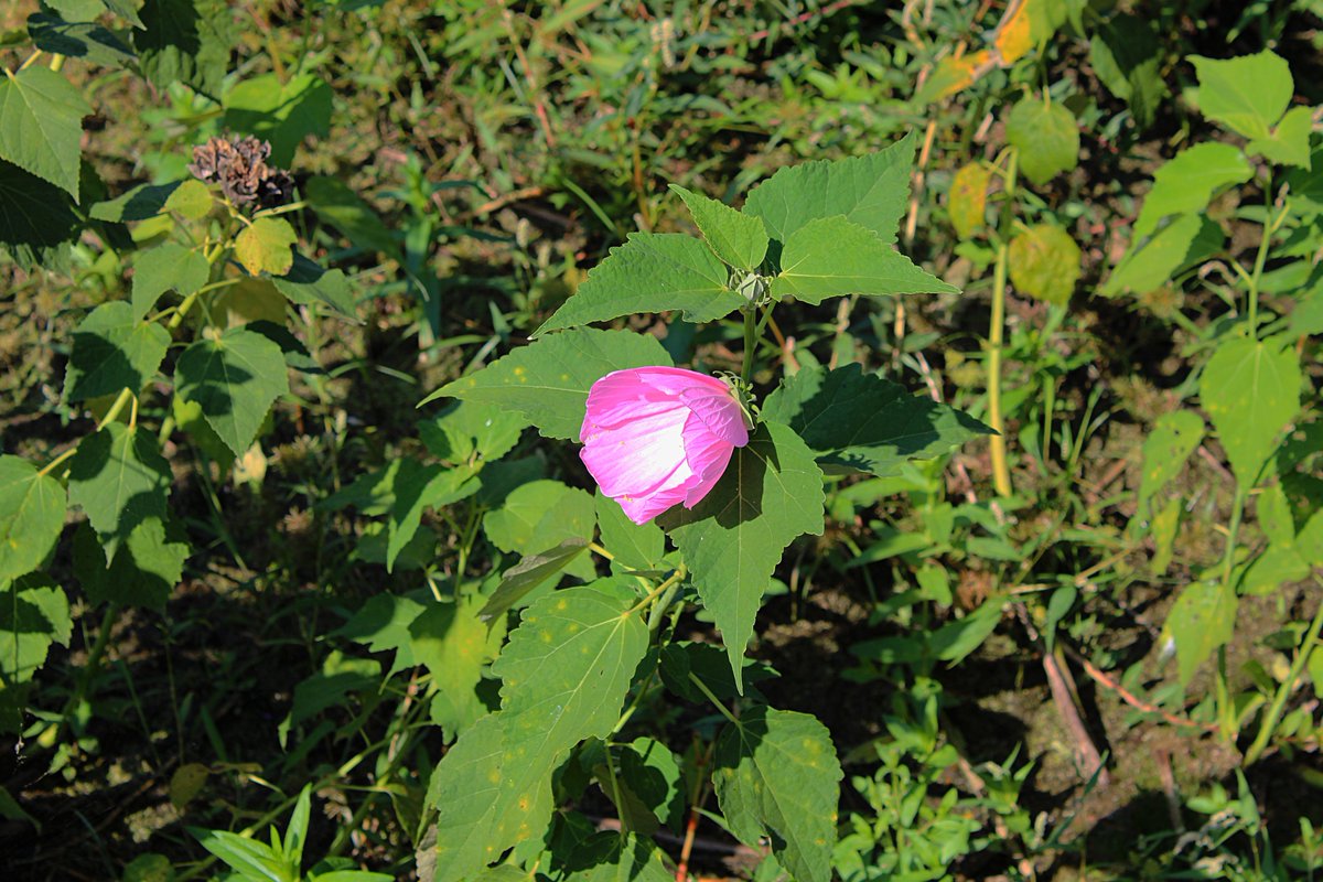 Lonely flower. Taken September, 2021.

#flower #manhattanmarshmetropark #photography #photographer #flowerphotography #naturephotography #outdoorphotography #ShootinThe419 #KlipPics #picoftheday