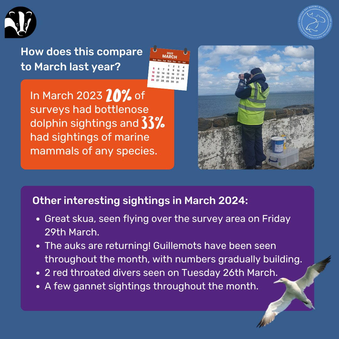 March 2024 Sightings Round-Up 🐬 Here's a summary of the #DolphinWatch surveys carried out by our #MarineConservation volunteers throughout March! 📋🦭 @WTWales @WTSWW