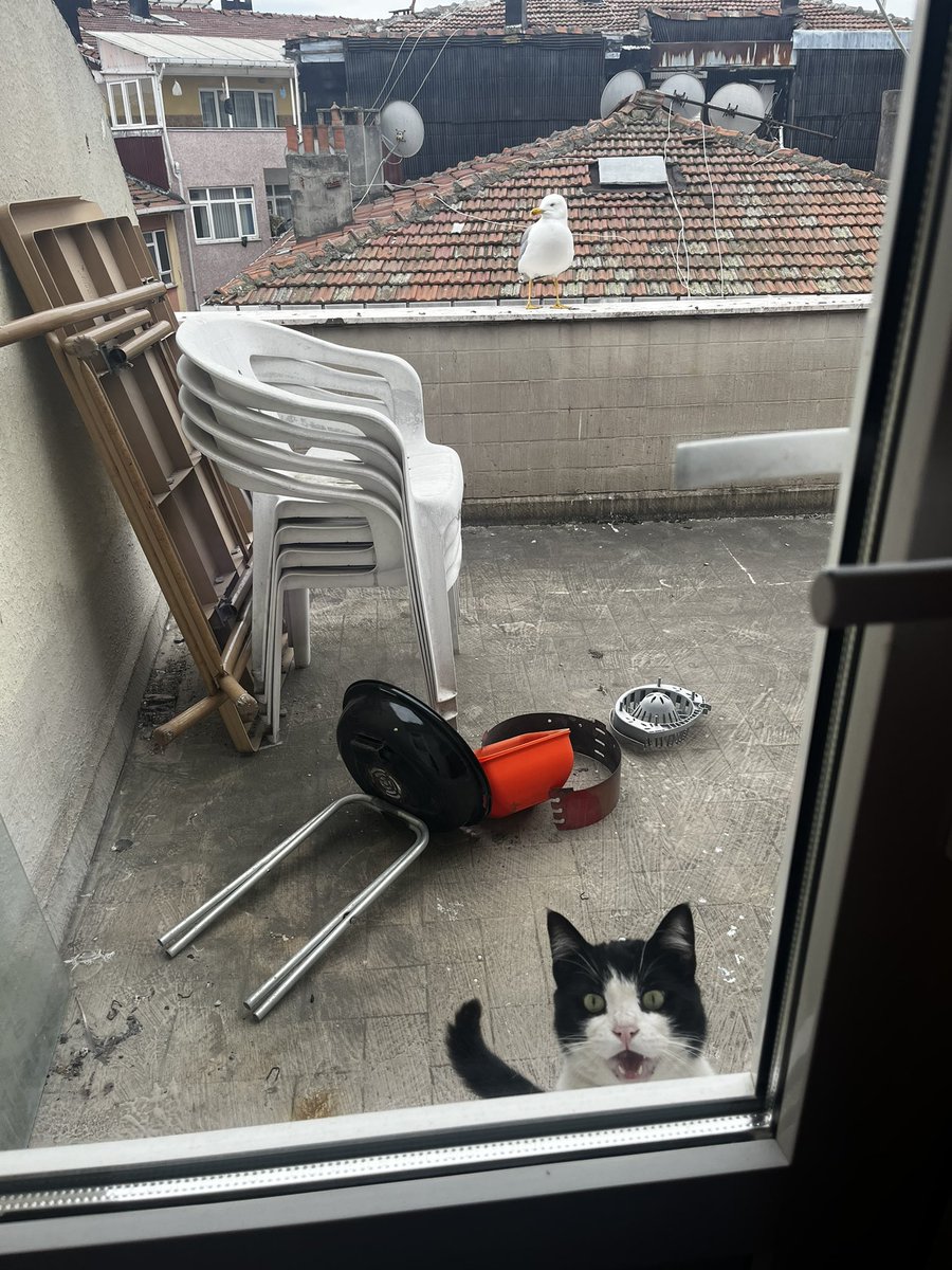 merveevirgen's tweet photo. neydik / ne olduk 

(çatıdan gelip kendimizi zorla eve aldırdık) https://t.co/ahFAvjksif