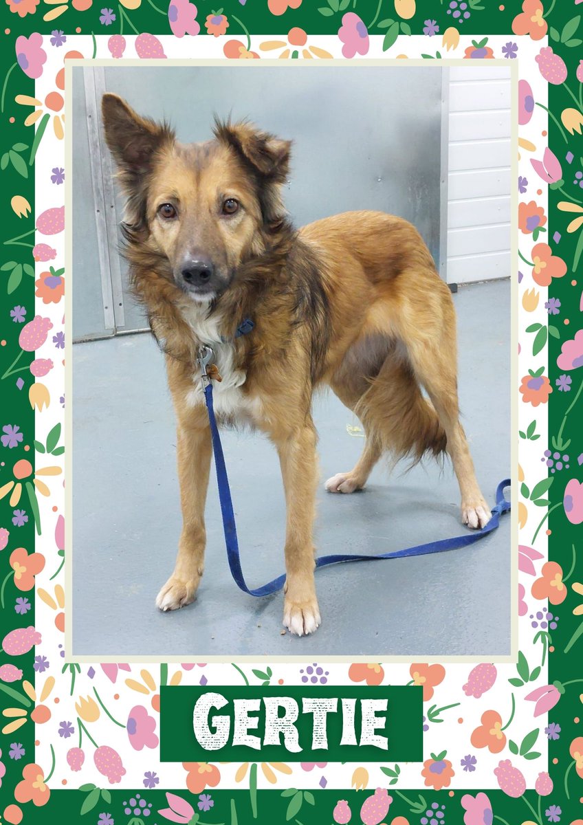 OakwoodRescue's tweet image. Gertie would like you to retweet her so the people who are searching for their perfect match might just find her 💚🙏 oakwooddogrescue.co.uk/meetthedogs.ht… 
#teamzay #dogsoftwitter #rescue #rehomehour #adoptdontshop #k9hour #rescuedog #adoptable #dog