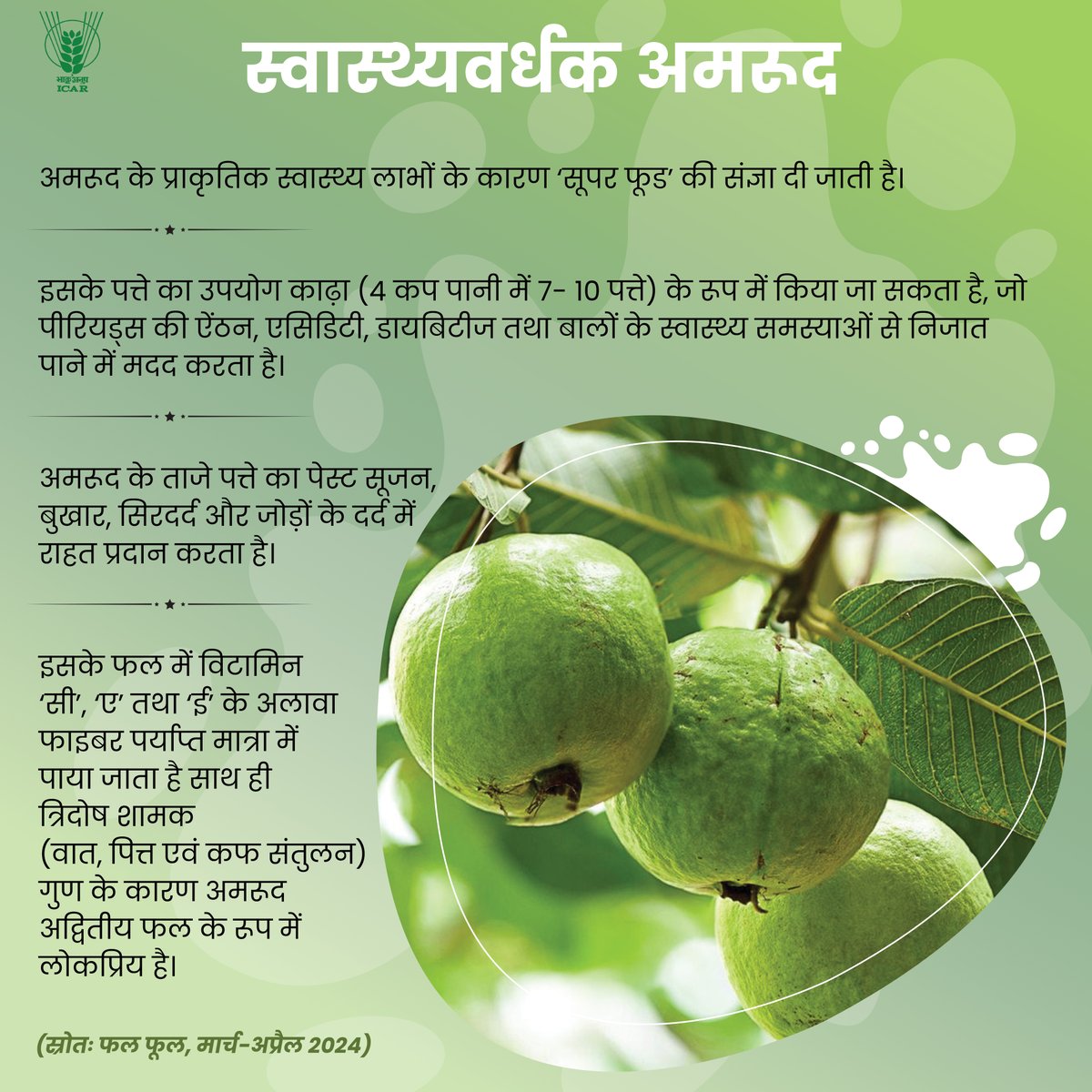 स्वास्थ्यवर्धक अमरूद. #farmers #ICAR #guavabenefits @PMOIndia @MundaArjun @KailashBaytu @ShobhaBJP @mygovindia @PIB_India @AgriGoI @DDKisanChannel