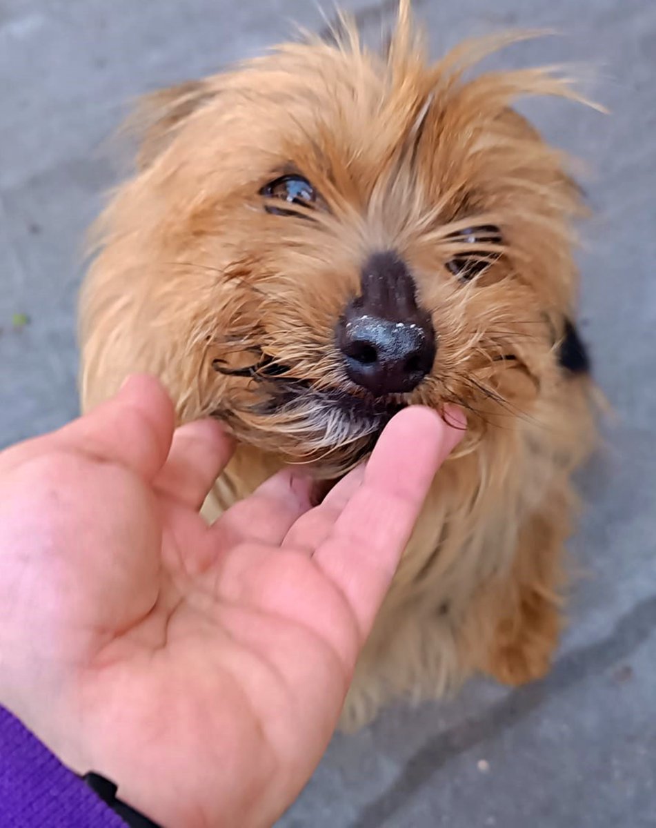Necesitamos acogida o adopción (solo en #Valladolid o #Palencia) para esta perrina a la que hemos llamado #VALLE. Tiene entre 8- 10 añitos.

La pobre está en la perrera aún.
Comparte jaula con otra perrina sin problema.
Es una bebé alegre, juguetona... solo quiere mimitos y que