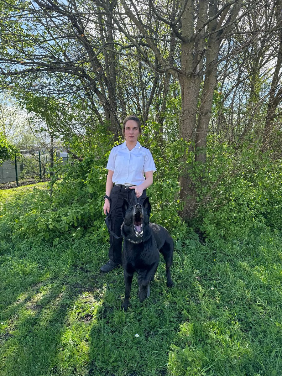 Congratulations to GPD Bear and his handler on another annual license, this team have been together 5 years now and have never let each other down. Another year together working at @hmpbelmarsh 👏👏👏 #MOJ #HMPPS #workingdogs #servicedogs #NDTC