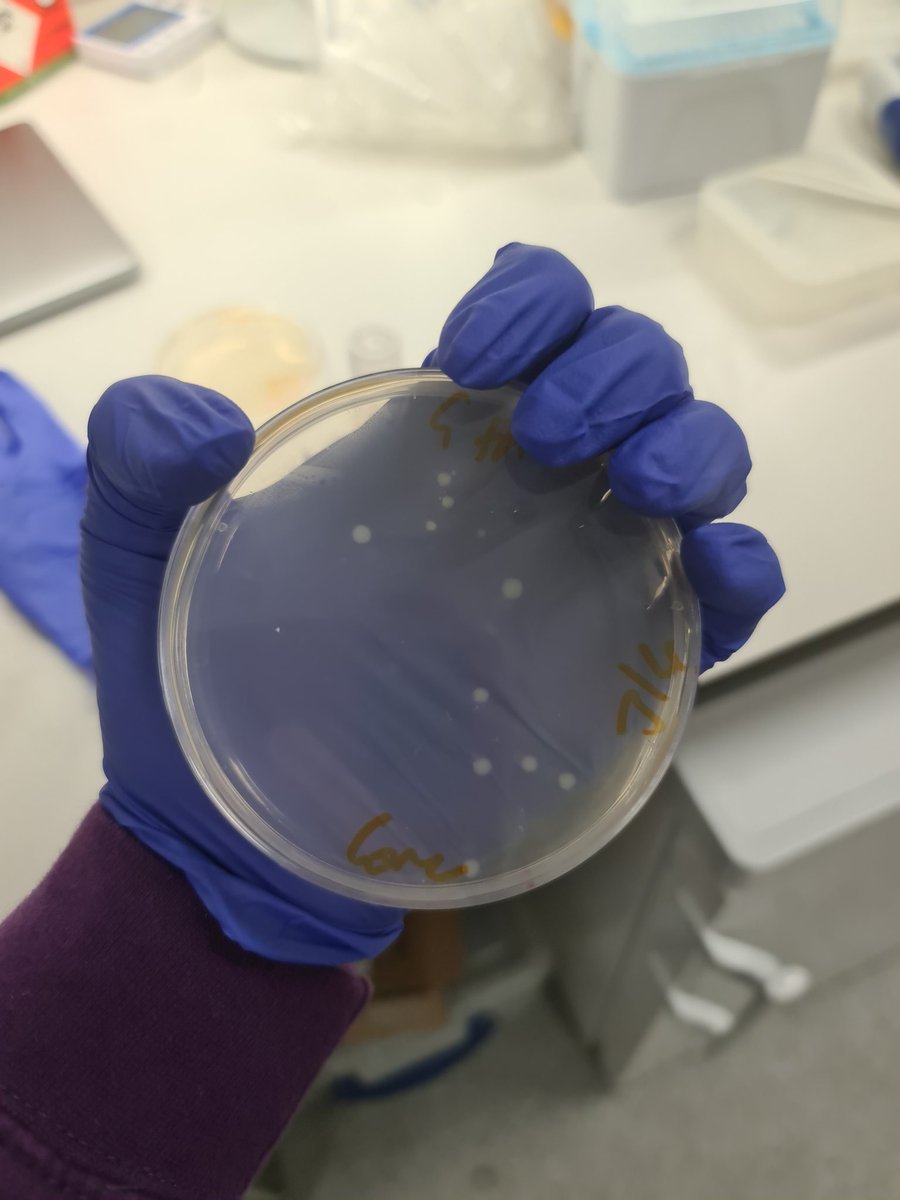 Normal people: 'Ewww bacteria' Me after a TON of cloning: 'IT WORKED 🥳💃🥳💃' @PostdocVoice @AcademicChatter @PhDVoice @OpenAcademics