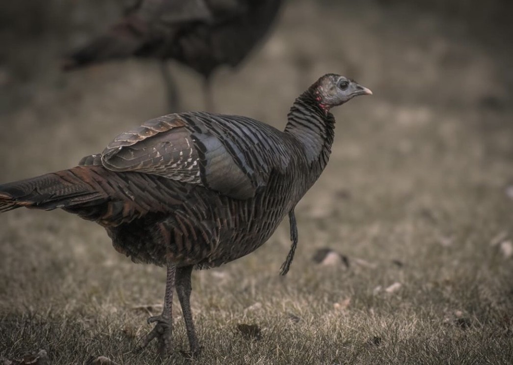 Have you ever encountered a bearded hen? - @get_outdoors_mi #ITSINOURBLOOD #hunting #outdoors #wildturkey #turkeyhunting #hen #beardedhebn