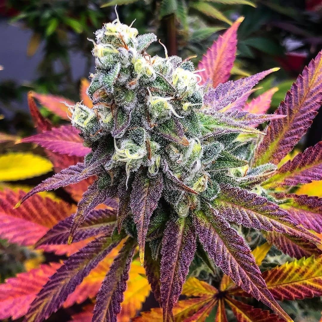 Texas Terps #1 📸 theplantstable #insidecannabis #smokeweedeveryday #high #cannabis #cannabiscommunity #weed #marijuana #thc #cbd #cannabisculture #weedporn #weedstagram #hightimes #stoner #indica #sativa #hemp #maryjane #ganja #growyourown #smoke #cannabissociety #weedlife