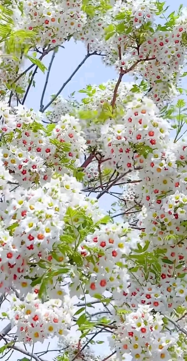 بے شک اس زات نے ہر چیز خوبصورت تخلیق کی❣️