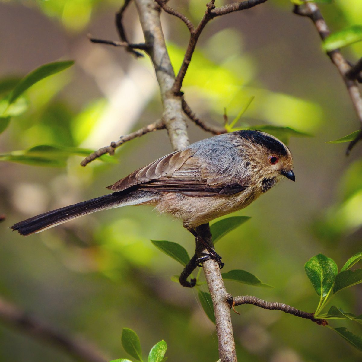 UZUN KUYRUKLU BAŞTANKARA

Long-tailed Tit 

#trakus #birding_photography #birdingantalya #birdsofinstagram #nut_about_birds #kuş #bird #birdsonearth #1x  #longtailedtit #tit