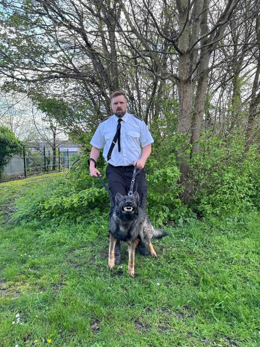 Congratulations and very well done to GPD Virgil and his handler on a successful annual license at HMP Belmarsh NDTC. This duo work at @HMP_Woodhill 👏👏👏 #MOJ #HMPPS #workingdogs #Servicedogs #NDTC