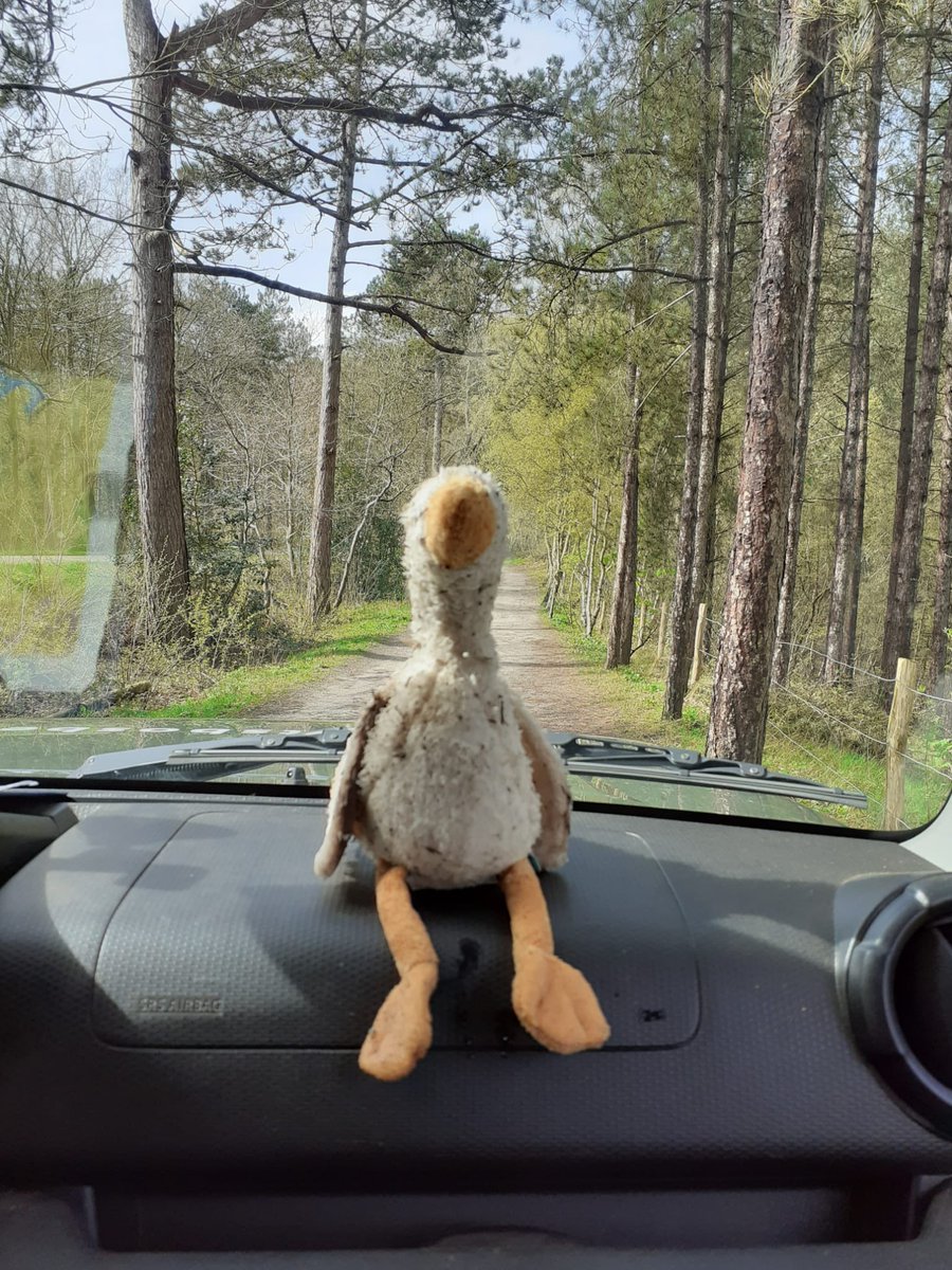 Wie helpt zoeken❗️ De eigenaar is vast enorm verdrietig🥹. Dus delen graag!
Ondertussen laat ik deze knuffel de Schoorlseduinen zien,  opzoek naar de eigenaar. 

DELEN GRAAG🙏🏻💚🙏🏻💚🙏🏻💚