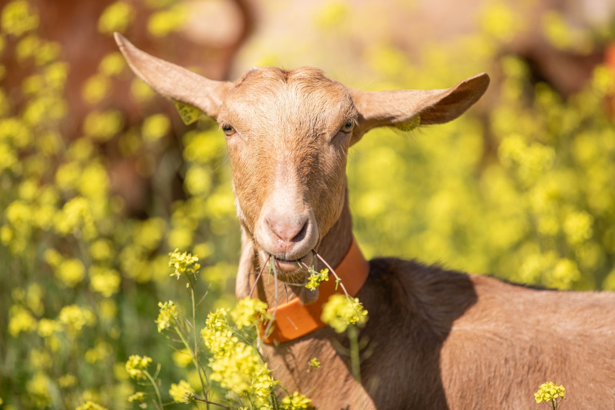 🌺🌼La #primavera ha estallado en nuestros campos. ¡Nuestras cabras están disfrutando de lo lindo!🐐
#llególaprimavera #yaesprimavera #AGAMMASUR #cooperativa @QuesosElPinsapo #QuesosMontesdeMálaga #saboramálaga #GastronomíaMálaga #SaborAuténtico #QuesoDeCabra #quesosartesanos