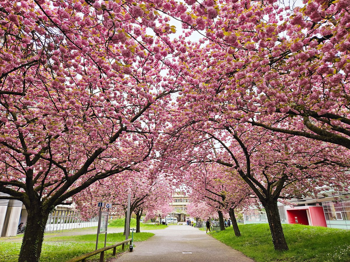 Spring at our beautiful university campus in #Heidelberg.