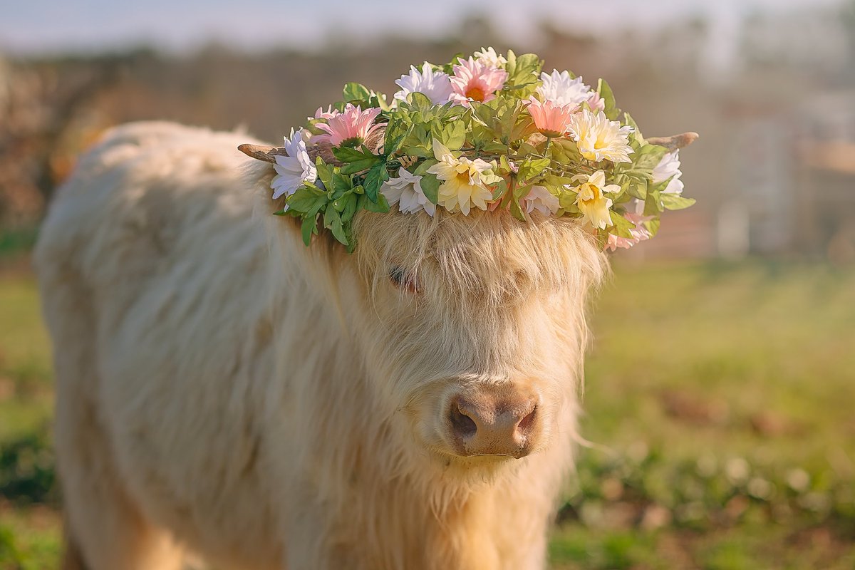 cedarpondfarms's tweet photo. Our cows are the cutest #blondiecoo #fluffycows #scottishhighland https://t.co/pxCuEpG3nt