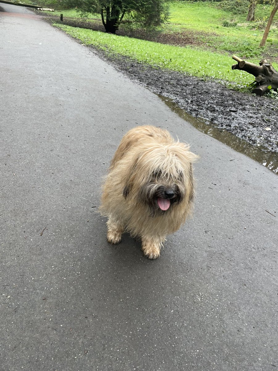 Hi everyone, hope you’re all having a great day. Trip to the park for me today. Mam said I have to avoid the mud! 😊🥰 #dogsoftwitter #dogsofX #dogs #mudeverywhere