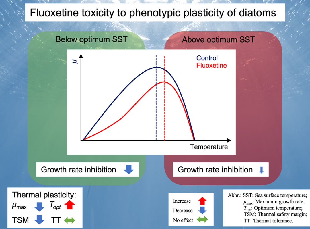 iBEER Lab (@ibeer_lab) on Twitter photo #Pharmaceuticals x #mental #Health are continuously discharged to #aquatic #environments affecting animal #physiology & #behavior. <a href="/ZhenzhenLi14/">Zhenzhen Li</a> shows that these #chemicals can also alter thermal #tolerances & plasticity of microscopic algae in the #ocean! authors.elsevier.com/a/1it44B8cd0L1n #Pharmaceuticals x #mental #Health are continuously discharged to #aquatic #environments affecting animal #physiology & #behavior. <a href="/ZhenzhenLi14/">Zhenzhen Li</a> shows that these #chemicals can also alter thermal #tolerances & plasticity of microscopic algae in the #ocean! authors.elsevier.com/a/1it44B8cd0L1n