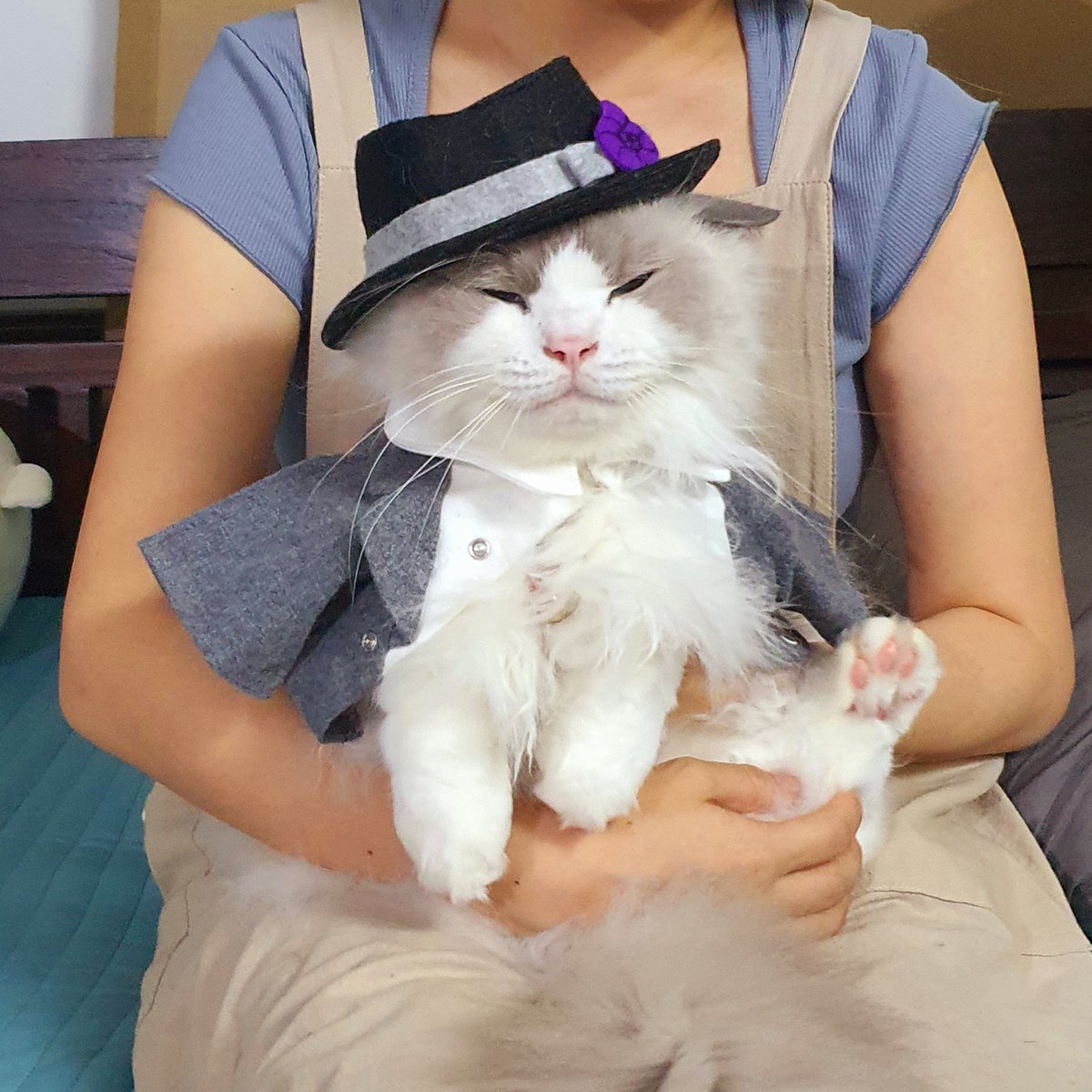 dermiej's tweet photo. The lounge manager's been turned into a cat, what a mess 😩

#cosplay #twistedwonderland #twst #azul #コスプレ #ツイステ #ツイステッドワンダーランド #アズール https://t.co/3J91eBmBKw