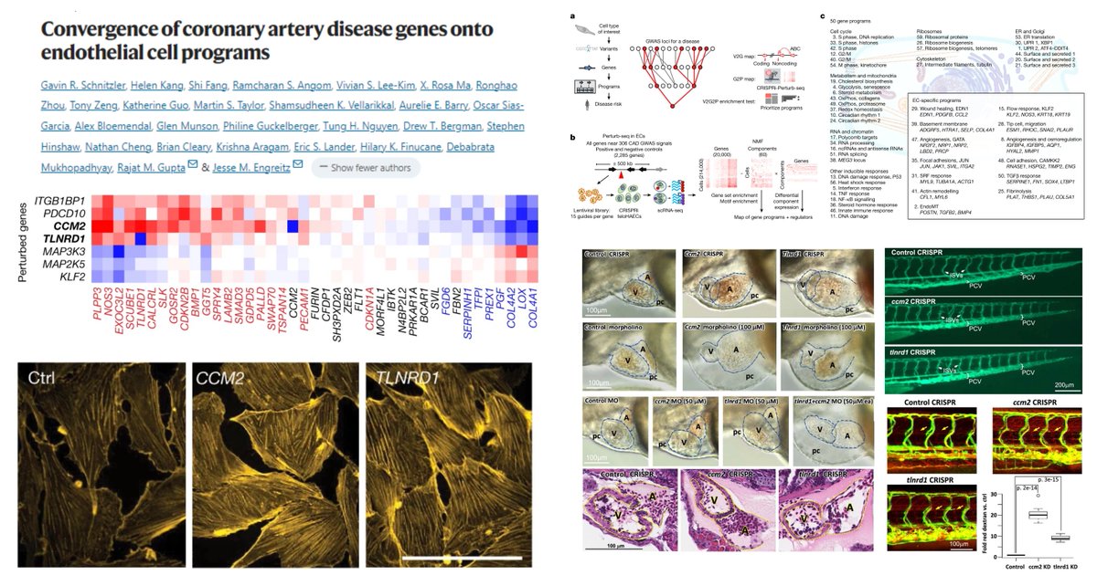 Genome-wide enhancer-gene regulatory map (variant-to-gene-to-program; Perturb-seq for 306 #CoronartArteryDisease GWAS loci)▶️a central role of #EndothelialCell in CAD pathophysiology 

CCM2 (polarity) & TLNRD1 (actin bundling)⏬ endothelial shear sensing & barrier integrity!…