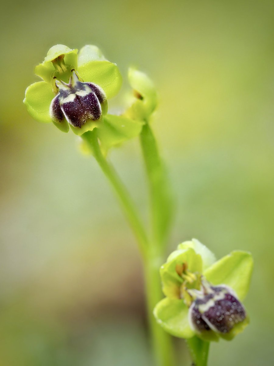 Aquesta rara orquidia creix en territori de vaques i ha estat devorada!! 😥Aquest any no l'he pogut gaudir. 

Ophrys x clapensis Balayer. 21/03/2023 #orquídies #orquideas #orchids #Menorca #BalearsNatura #MenorcaBiosfera #biodiversity #biodiversitat