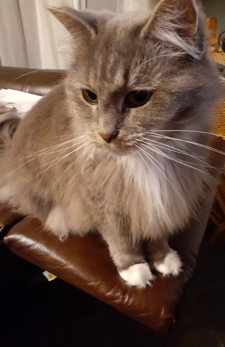 Deven Clements_Author tweet media