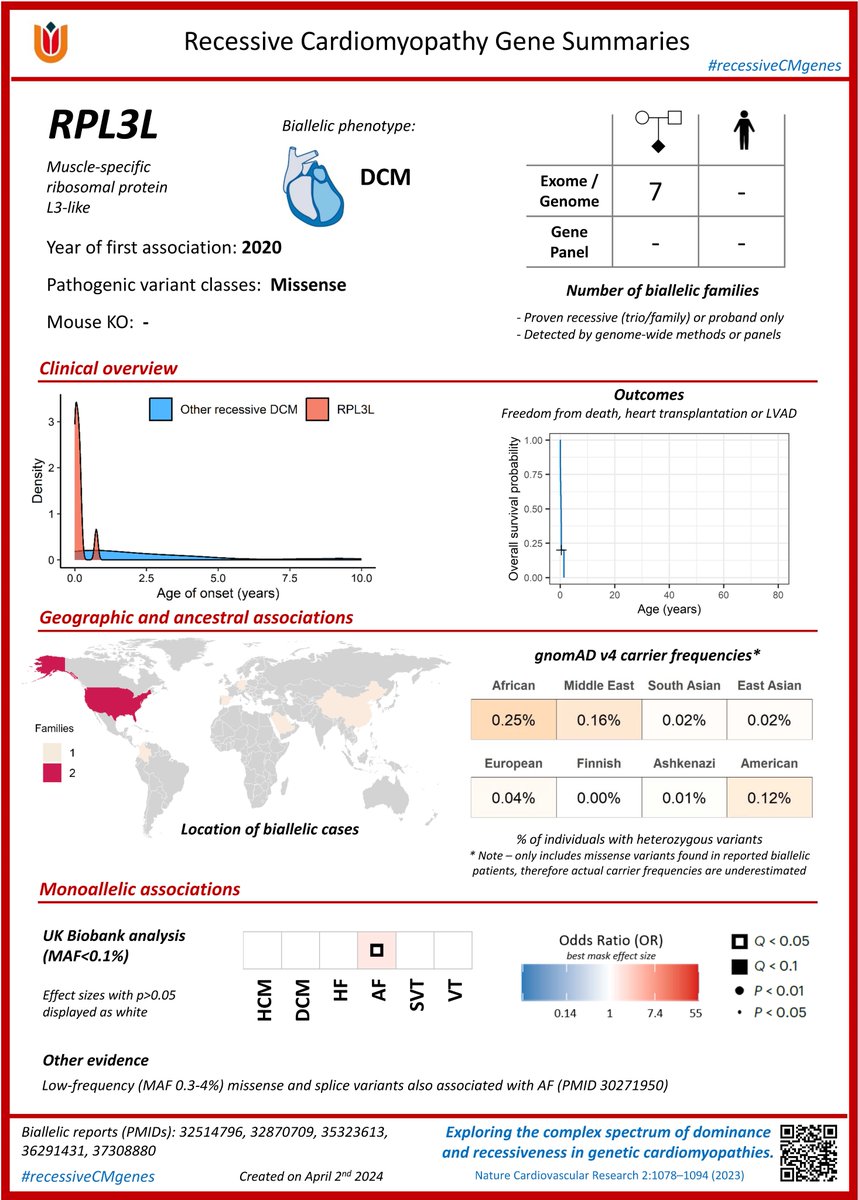 Next in our series of recessive cardiomyopathy genes: RPL3L. A great example of a gene harboring a spectrum of phenotypes across allele zygosity! #recessiveCMgenes See the full details in our recent @NatureCVR study nature.com/articles/s4416… @roddywalsh @franz_mazz