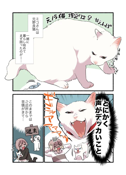 クソデカボイスのダミ声猫が絶叫をやめるまで(1/2) #漫画が読めるハッシュタグ #愛されたがりの白猫ミコさん 