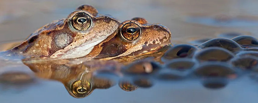 De Kikkerdriltelling 2024: vroege start voortplanting bruine kikker🐸 De jaarlijkse landelijke kikkerdriltelling voor eiklompen van de bruine kikker zit erop. Opvallend dit jaar was de vroege start van de amfibieëntrek. Lees verder ravon.nl/Actueel/Nieuws… #kikker #amfibie