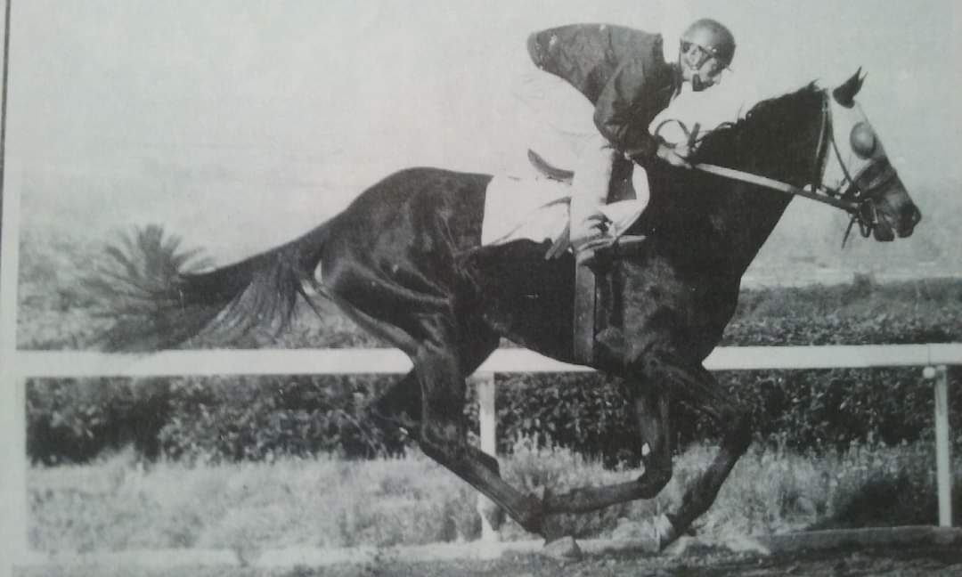 HORSERACING1002's tweet photo. CACHAVA 🇲🇽1963 (RULERSHIP-TEHUANA BY GOLDLEIGH)#Cachava
1966 Triple crown👑👑👑winner in Mexico 🇲🇽 https://t.co/6WgYK76YsV