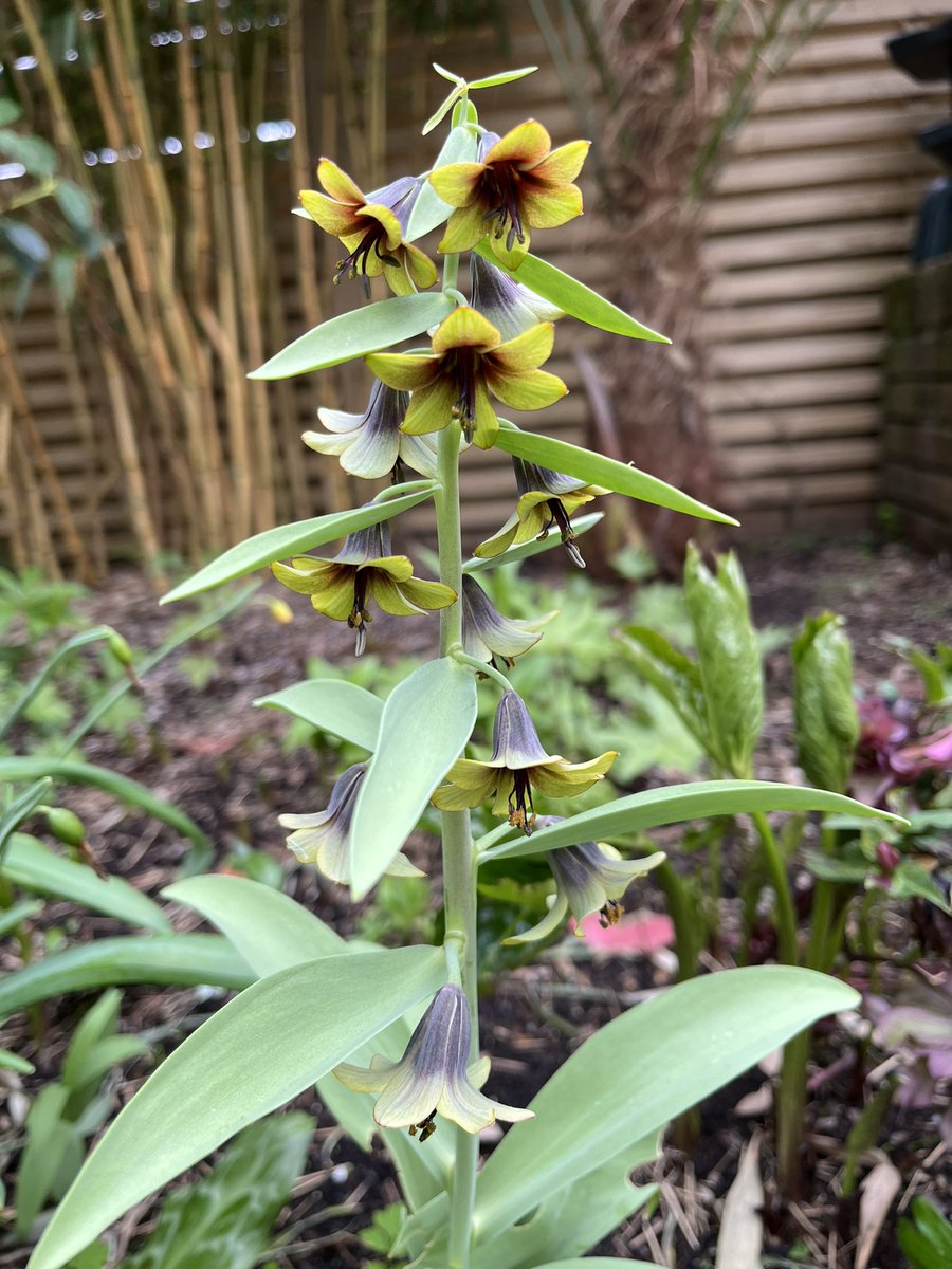 Fritillaria Sewerzowii, planted this bulb in the garden well over ten years ago and it flowers every year.