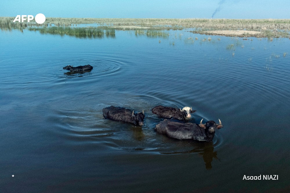 📸 @AsaadNiazi from the Chibayish marshes