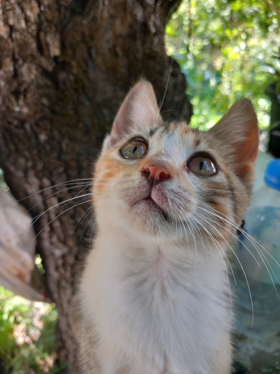 #4NisanSokakHayvanlarıGünü  💜