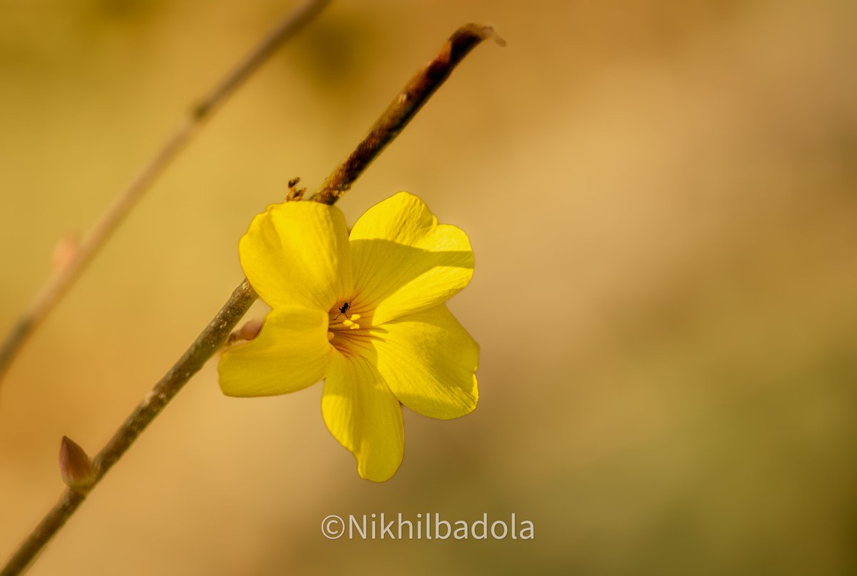 Today's theme :  Yakulans (to be lonely)

#yakulans #lonelyworld #wallpaper #background #shotoncanon1500d #life #uttrakhand #nature #leavesonlyleaves #flower #mornigthoughts  #goldenhour  #trek