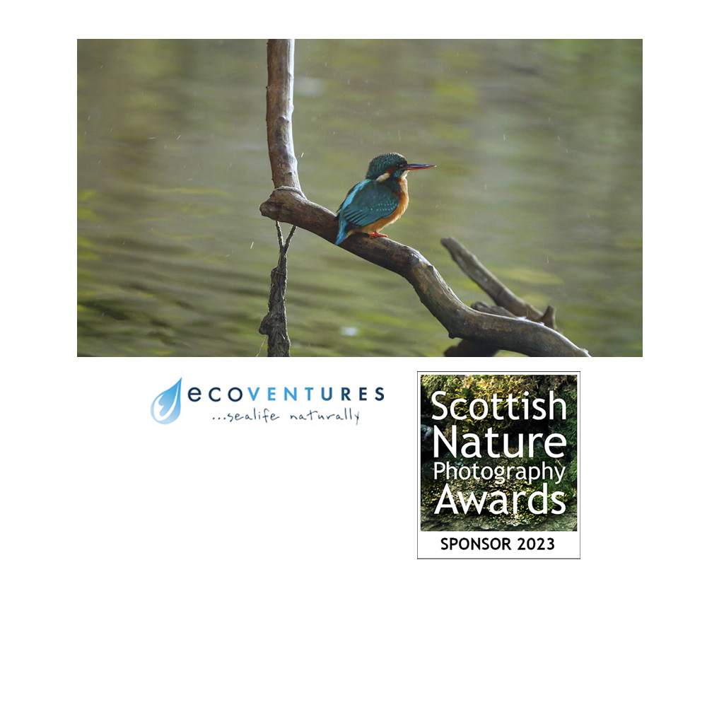 Grateful thanks to @EcoVenturesUK, sponsor of the @ScotNaturePhoto Scottish Nature Video Award 2023 won by Libby Penman. Image: Still from The King of the Kelvin © Libby Penman.