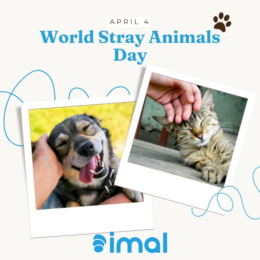 April 14th World Stray Animals Day 🐕 🐈 Make a difference with IMAL. #animal #april4 #WorldStrayAnimalDay