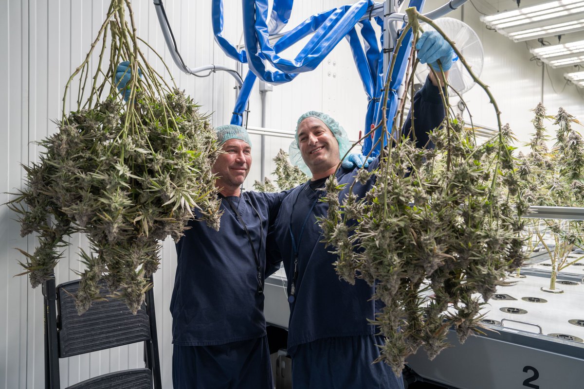 Action Shots of our incredible staff during a MAC harvest! We absolutely love and appreciate our hard working growers and cultivators here at the facility.🌞👏