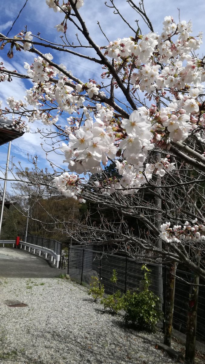 境内の桜🌸が間もなく満開です。
