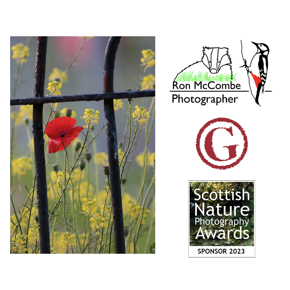 Grateful thanks to @ronmccombe & gicleeuk.com, sponsors of the @ScotNaturePhoto Junior Scottish Nature Photographer of the Year 2023 won by Gabriela Hamza. Image: Odd One Out © Gabriela Hamza.