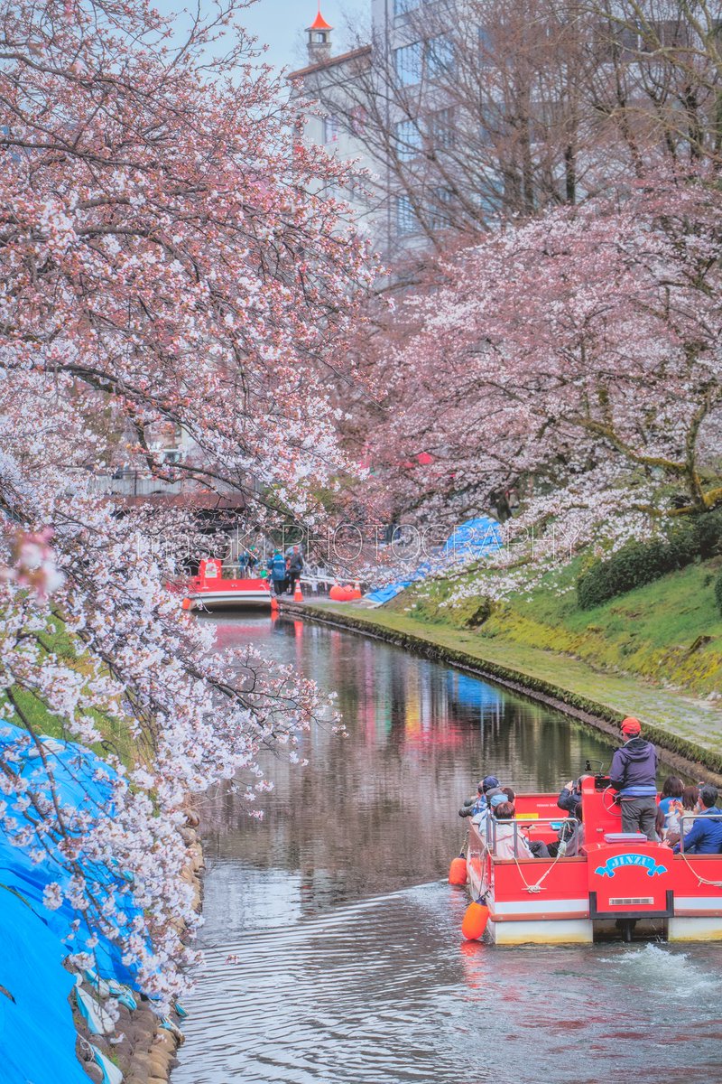 今日の松川べりの桜の様子。5分咲きぐらいに感じました。 今週末は晴れたらお花見できそうですね。 写真は今日、富山市・松川べりで撮影。